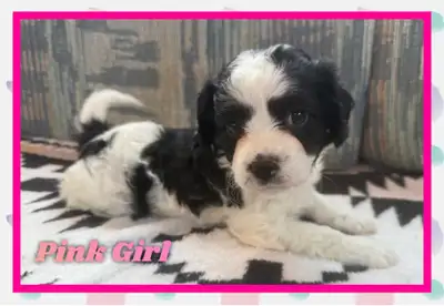 Cavapoo puppies❤️❤️❤️, View more