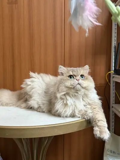British Longhair Blue Golden Shaded Male Looking for a Hom, View more