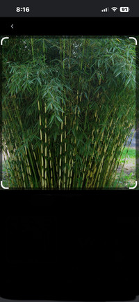 ISO live Hardy Bamboo plants 