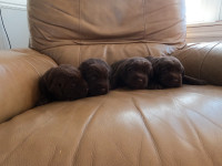 Purebred chocolate lab puppies