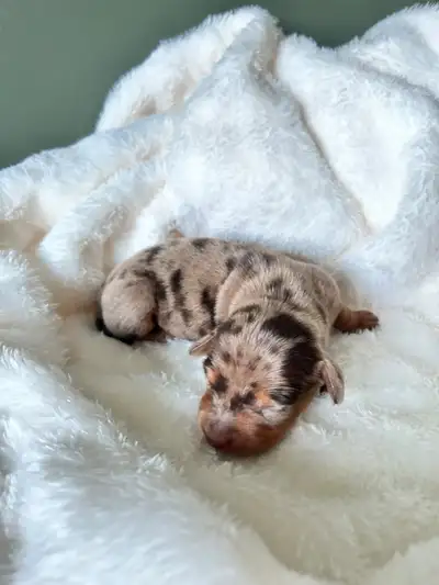 Purebred miniature dachshund, View more