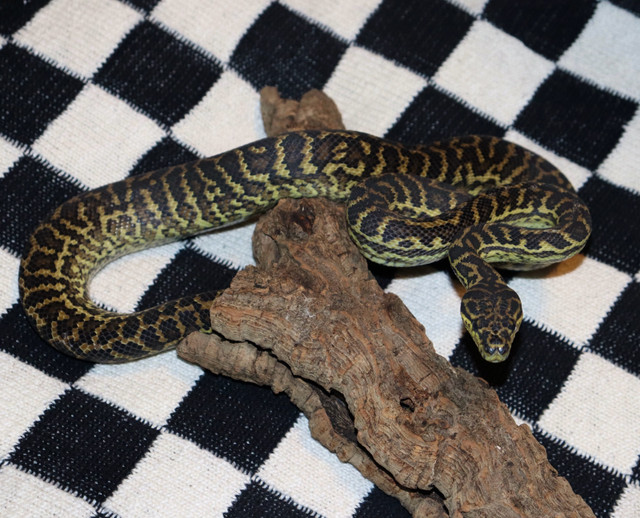 Jungle Carpet Pythons! in Reptiles & Amphibians for Rehoming in Edmonton - Image 3