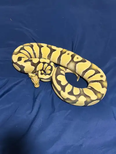 Female Pastel OD Desert Ghost PB, View more