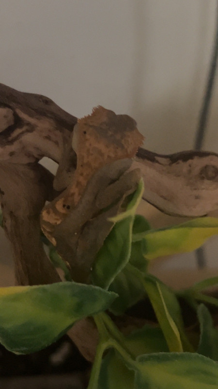 Baby crested gecko and set up in Reptiles & Amphibians for Rehoming in Edmonton - Image 2