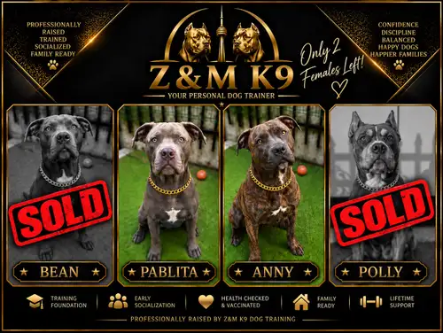PROFESSIONALLY RAISED • TRAINED • SOCIALIZED • FAMILY READY Looking for a young dog with an establis...