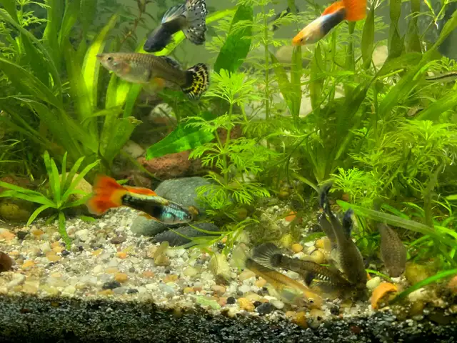 Least Killifish in Fish for Rehoming in Richmond - Image 5