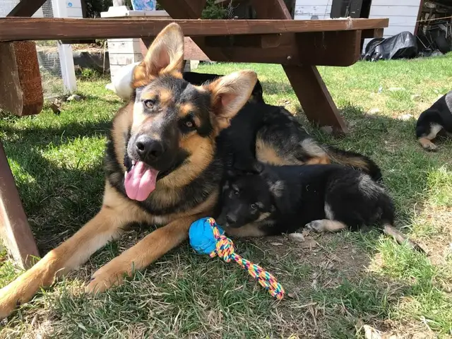 Merveilleux chiots Berger Allemand Pure Race Enregistrés ! in Dogs & Puppies for Rehoming in Trois-Rivières - Image 6