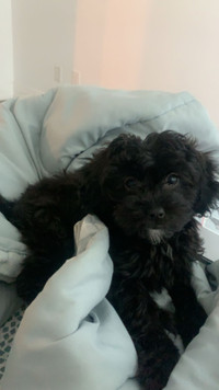 Adorable Toy Poodle 