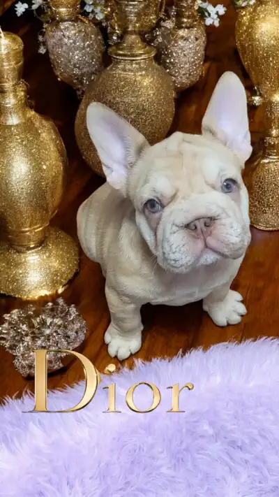 top quality French Bulldogs isabella/rojo/merle/blue eyes, View more