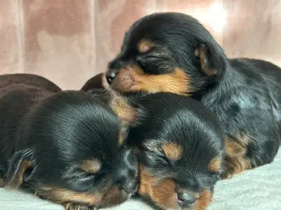 Yorkie Puppies, View more