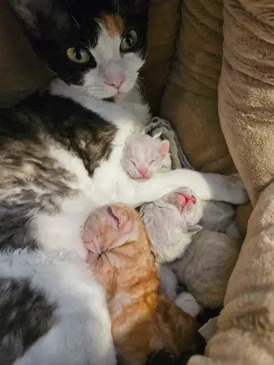 Devon Rex kittens , View more