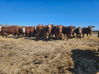 Fancy Red Brockle Face Replacement Heifers