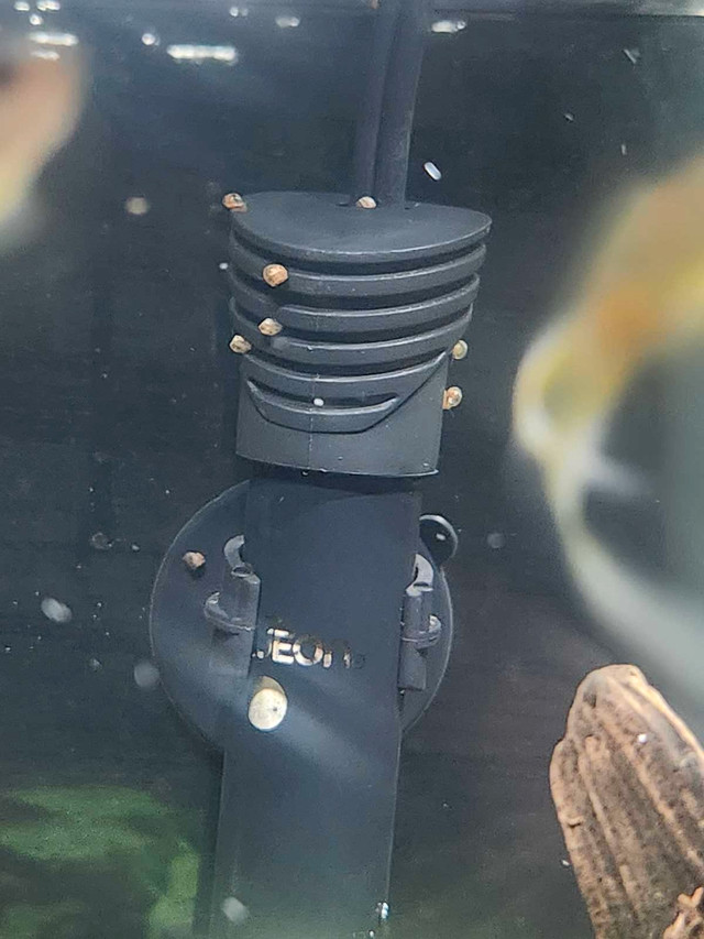 Free Baby Ramshorn Snails  in Fish for Rehoming in Oshawa / Durham Region - Image 2