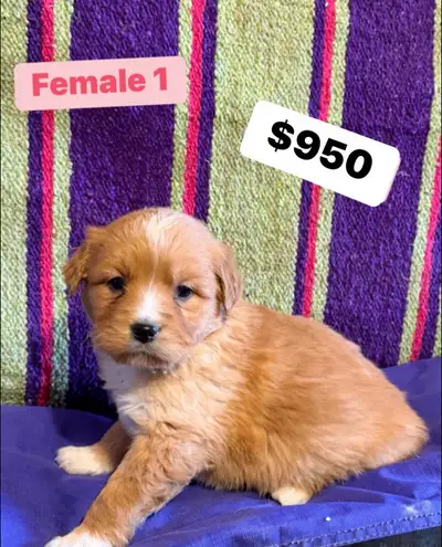 miniature Australian retriever puppies, View more