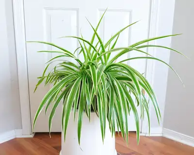 Healthy Variegated / Reverse Spider Plant, View more