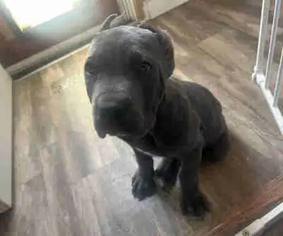 Cane Corso puppies, View more