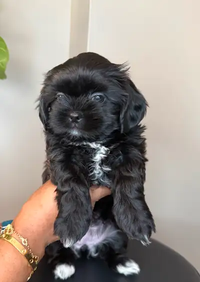 **Adorable Puppies Looking for Their Forever Homes!**, View more