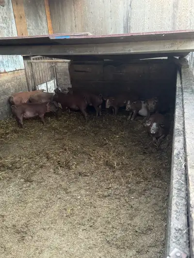 Weanling pigs, View more