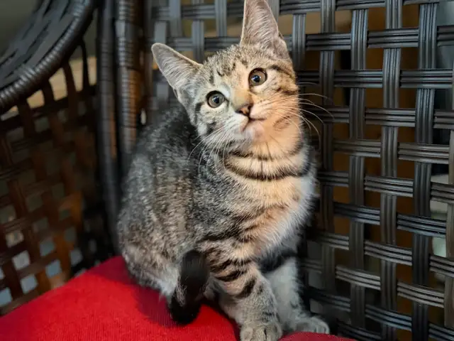 Kittens fore homing in Cats & Kittens for Rehoming in North Shore - Image 2