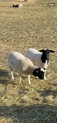 Dorper x Katahins Ewe Lambs For Sale