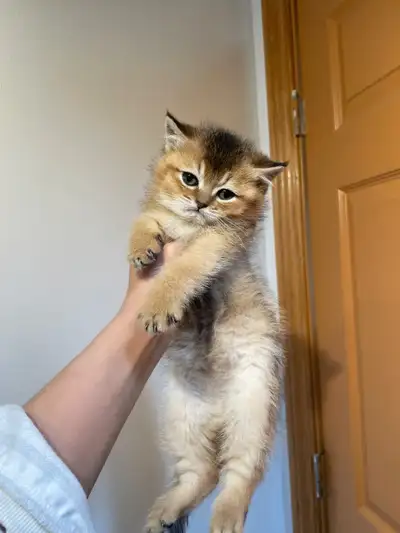 British shorthair PURE RACE. C’est un mâle né le 8 mars 2025 (prêt à partir). D’une couleur plutôt r...