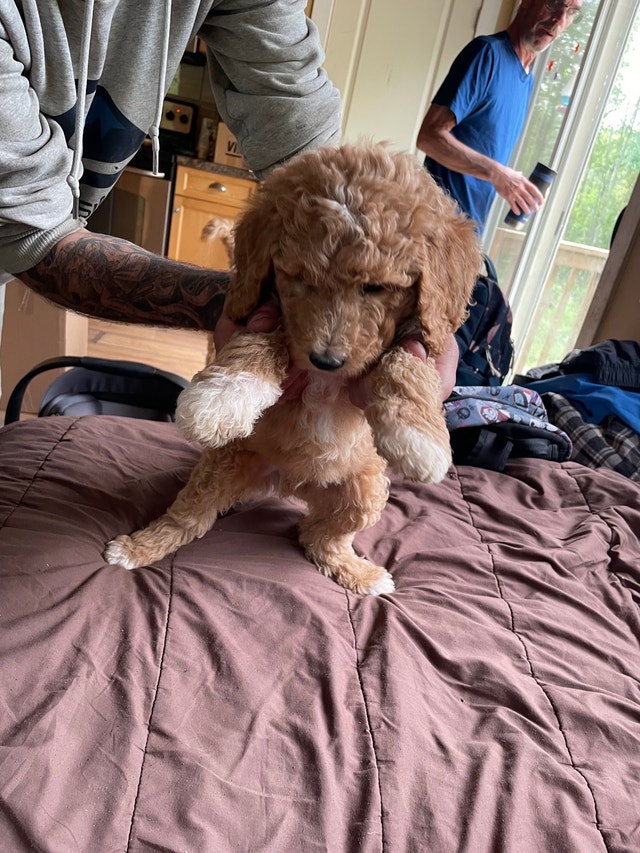Standard poodle puppies Dogs & Puppies for Rehoming Barrie Kijiji