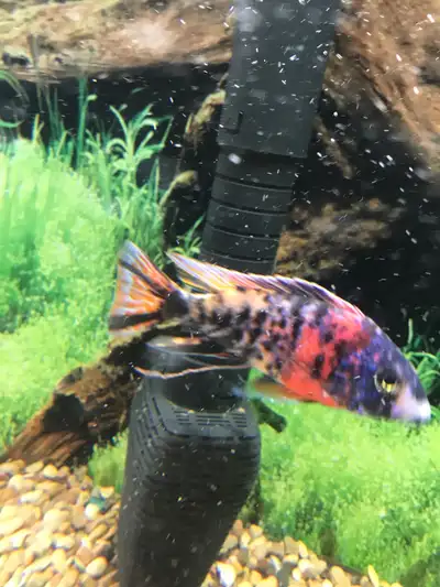 Peacock Cichlid, View more