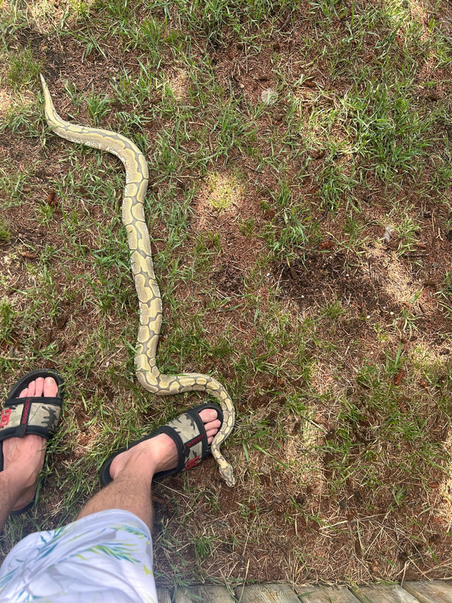 Rehabilitation and rescues of unwanted reptiles in Reptiles & Amphibians for Rehoming in Edmonton