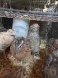5wo-laying Coutornix quail. Males and females