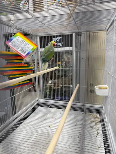 High-end Ringneck - Please google or use chatgpt to understand the mutation. Beautiful Indian Ringne...