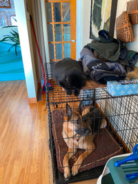 cage chien in Granby - Kijiji Canada
