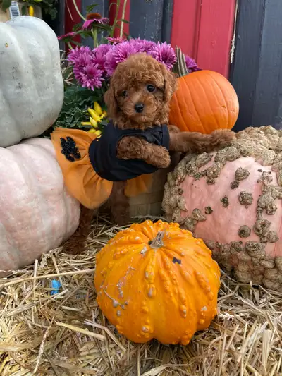 Purebred Toy Poodles – , Hypoallergenic & Ready for Loving home, View more