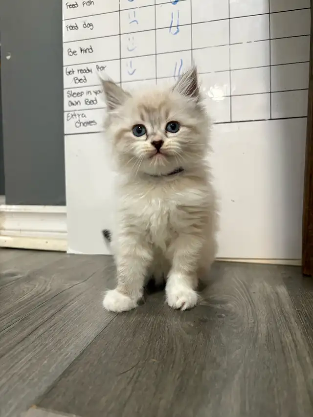 Ragdoll Kittens