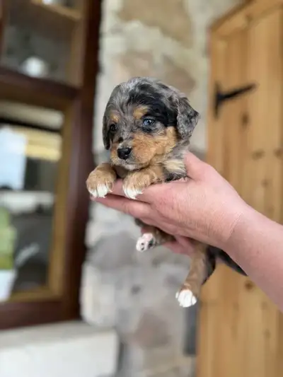 Outstanding F2 Miniature Bernedoodle Puppies, View more