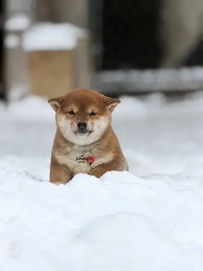 CKC REG’ed Shiba Inu Puppies OFA Cleared Parents, View more