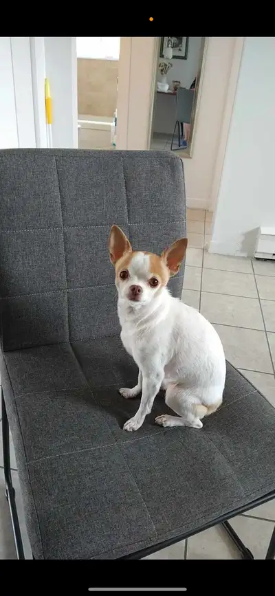 Chihuahua Femelle