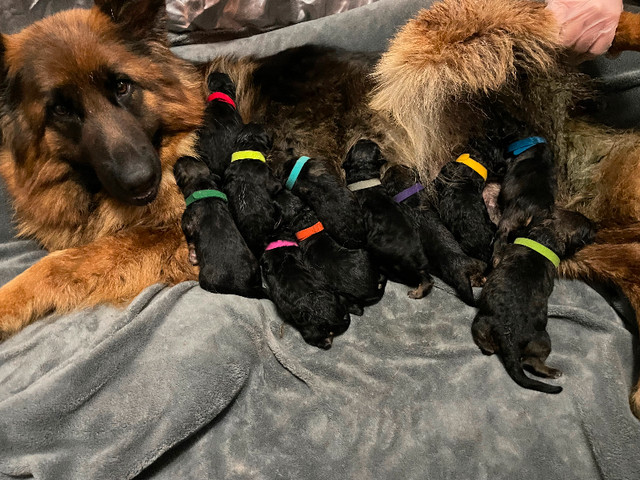 Purebred German Shepherd Puppies! (Longhair) in Dogs & Puppies for Rehoming in Markham / York Region