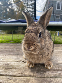 bunnies for sale 