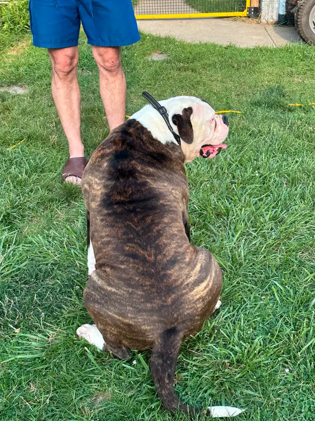 PUREBRED AMERICAN BULLDOG MALE in Dogs & Puppies for Rehoming in Hamilton - Image 5