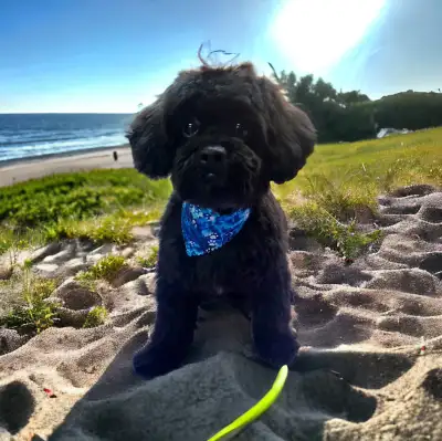 8 month old male ShihTzu-Poodle mix. this little guy loves hiking and walks, also loves to zoom arou...