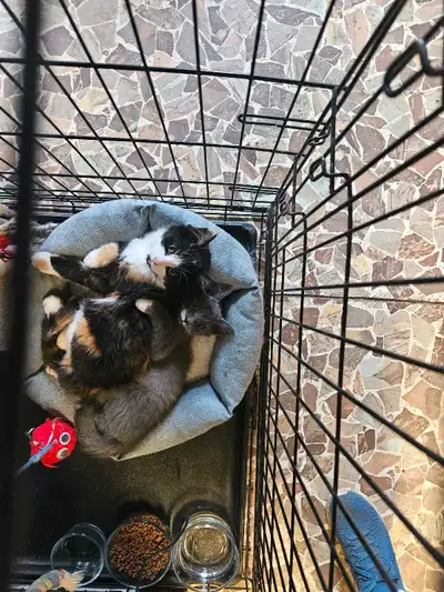  Adorable Kittens  , View more
