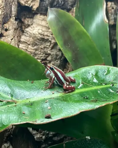 Dart frogs Santa Isabella, View more