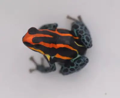 Ranitomeya amazonica "Iquitos Red/Orange", View more