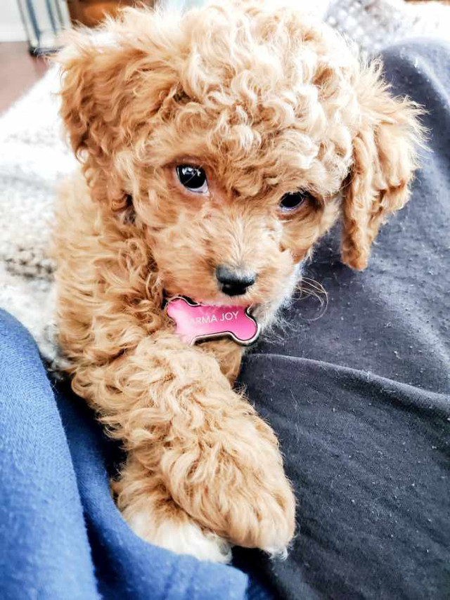 Cavapoochon and Cavapoo Waitlist in Dogs & Puppies for Rehoming in Edmonton - Image 2
