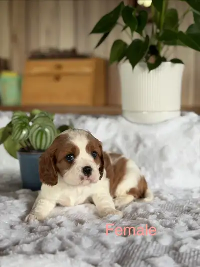 Cavalier King Charles puppies, View more