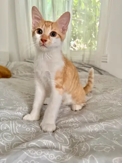 Chaton mâle 3 mois polydactyl , View more