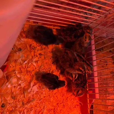 Quail Chicks, View more