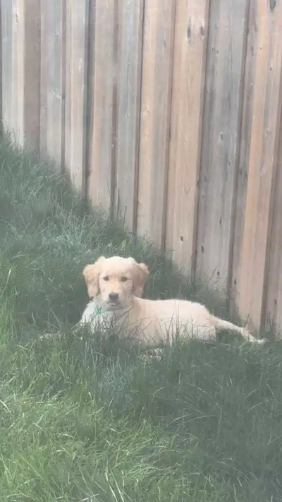 Golden Retrieve Puppy, View more