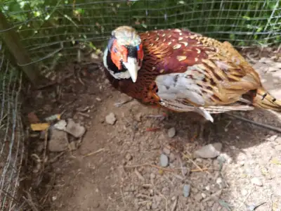 PHEASANT.  male, View more