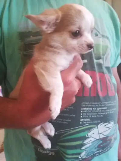 This beautiful puppy is ready to go to a new home . She is female and is back up for sale due to a n...